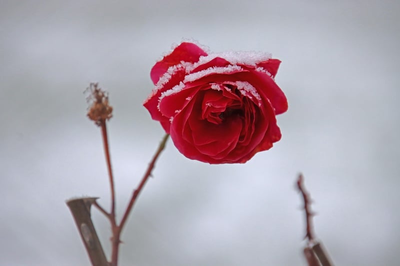 Elegant Flowers